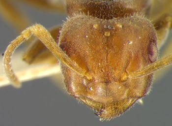 Media type: image;   Entomology 21686 Aspect: head frontal view